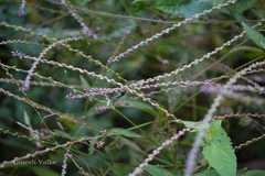 Achyranthes aspera
